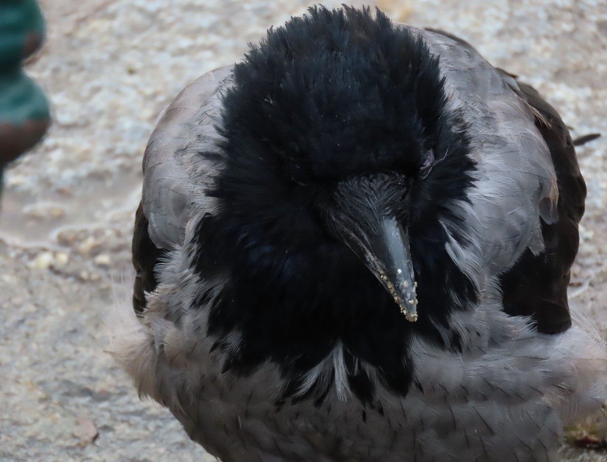 Hooded Crow - ML646656404