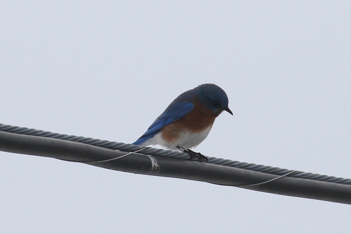 salašník modrý - ML646656409