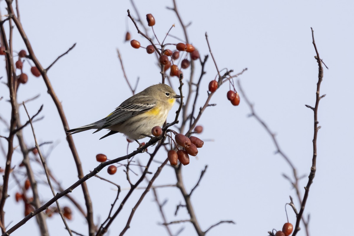 myrteparula - ML646656411