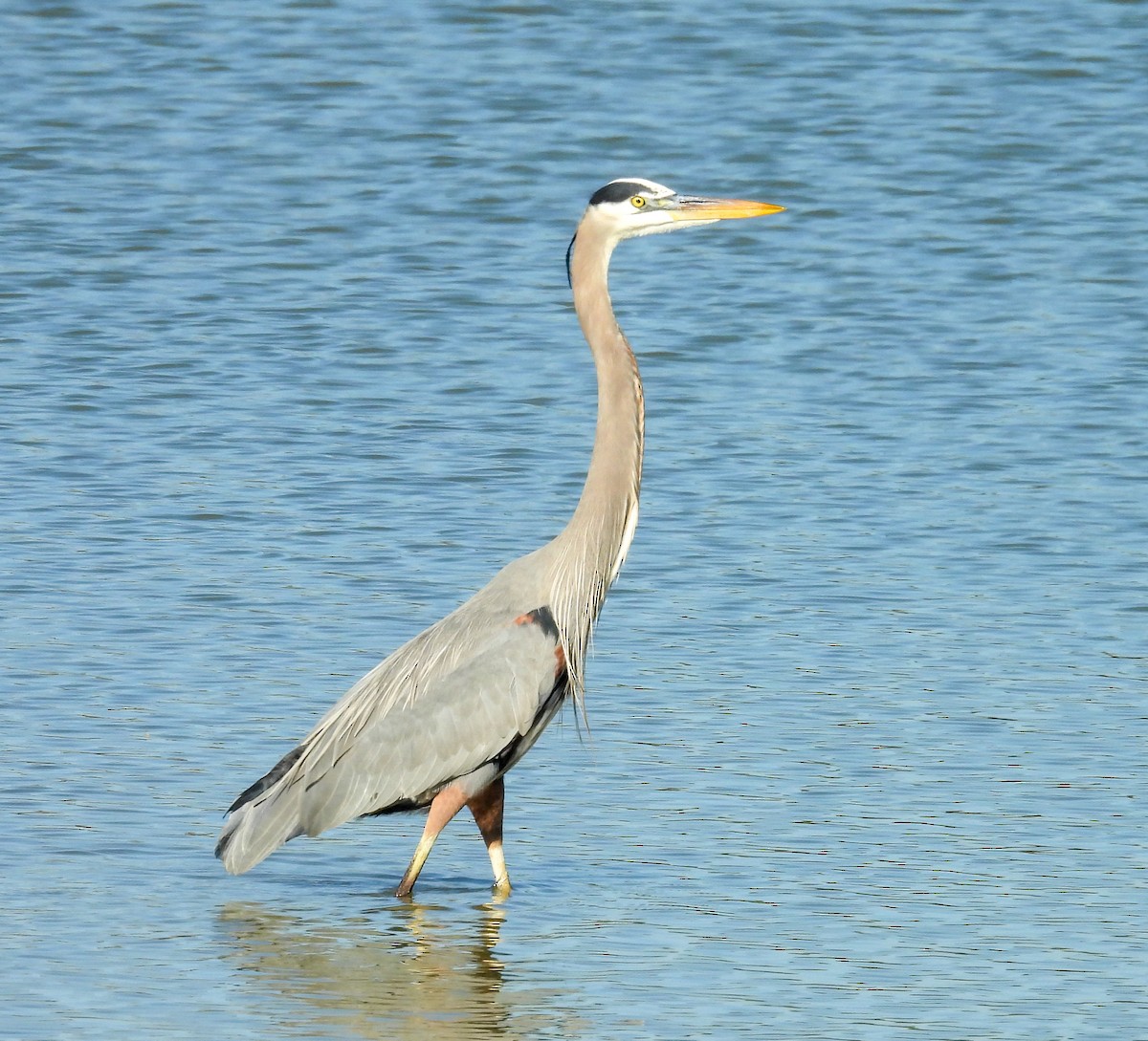 Great Blue Heron - ML646656412
