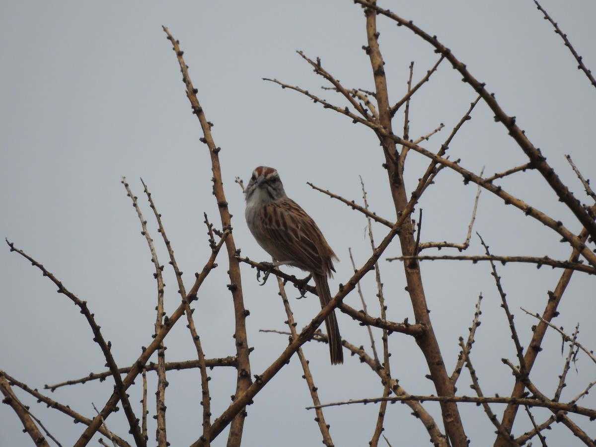 Streifenscheitelammer - ML646656414