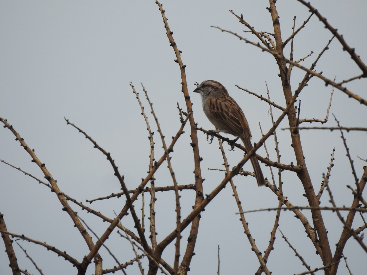 Streifenscheitelammer - ML646656415