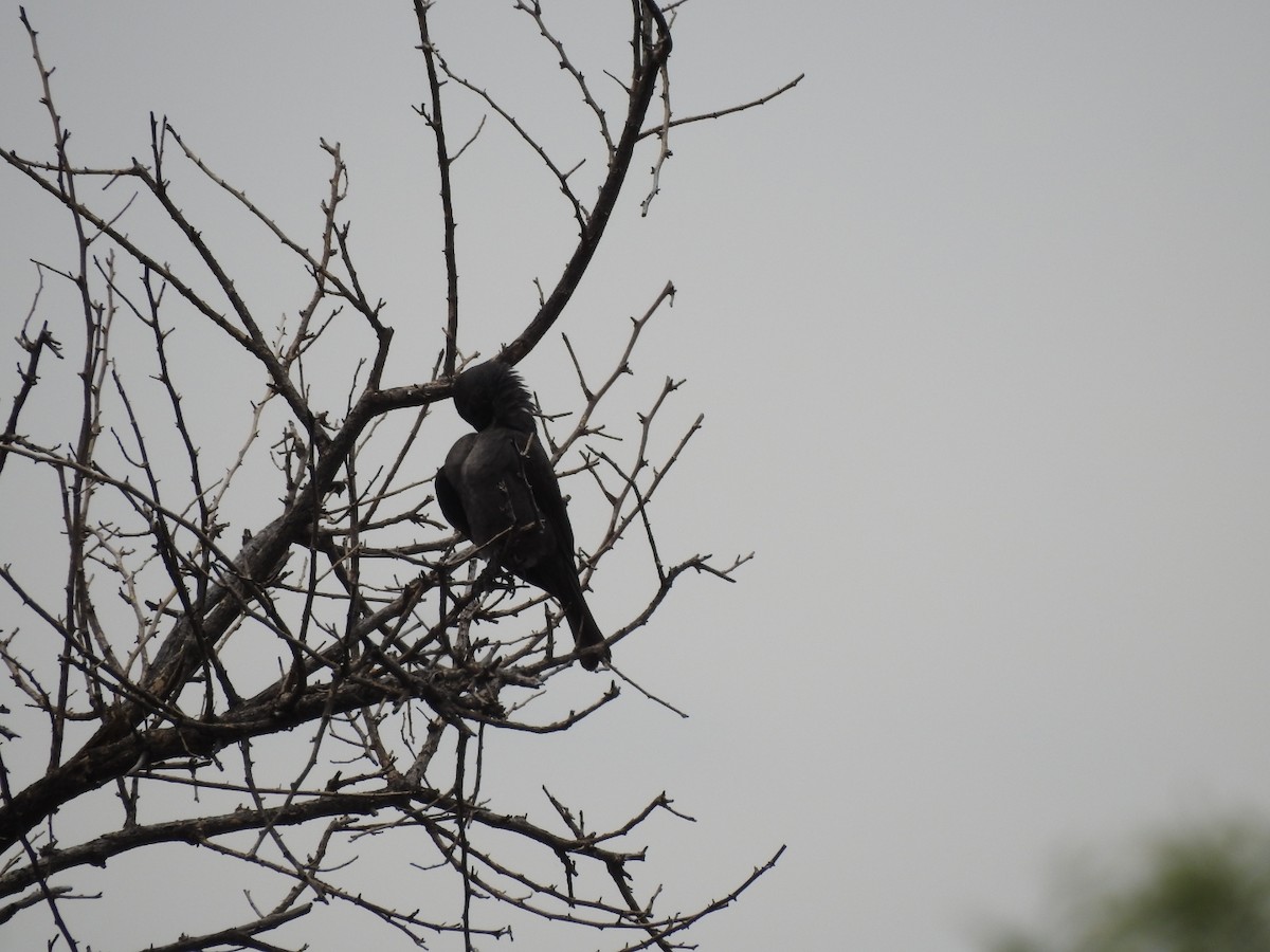 Streifenscheitelammer - ML646656416