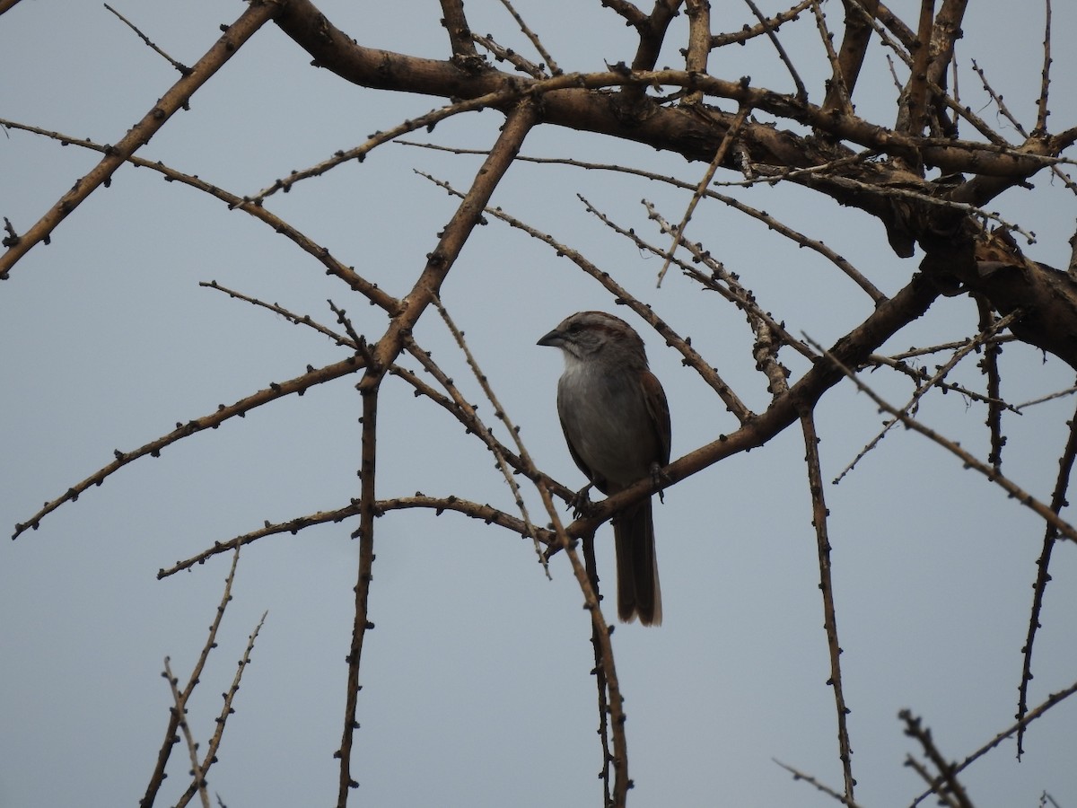 Streifenscheitelammer - ML646656417