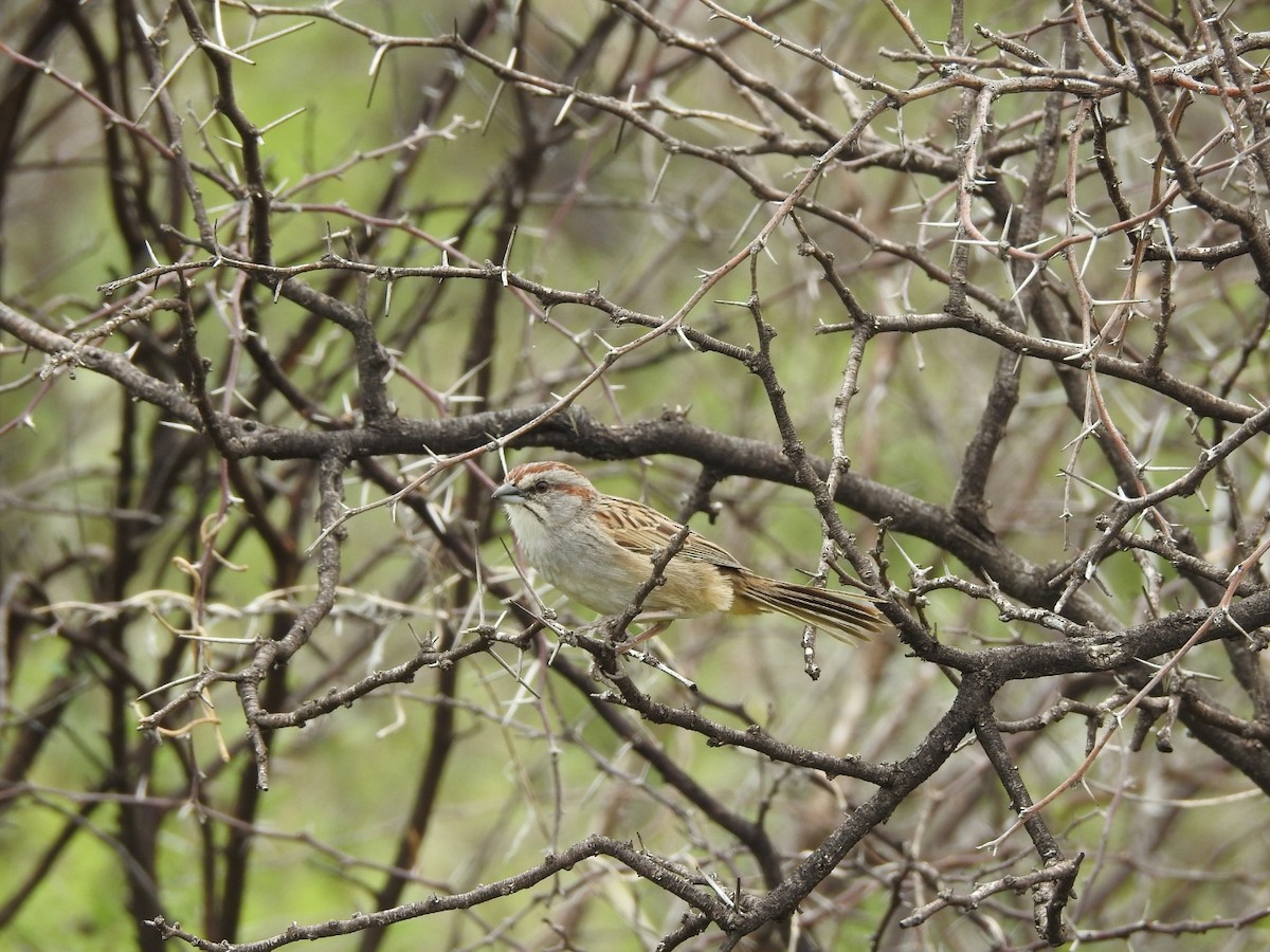 Streifenscheitelammer - ML646656418