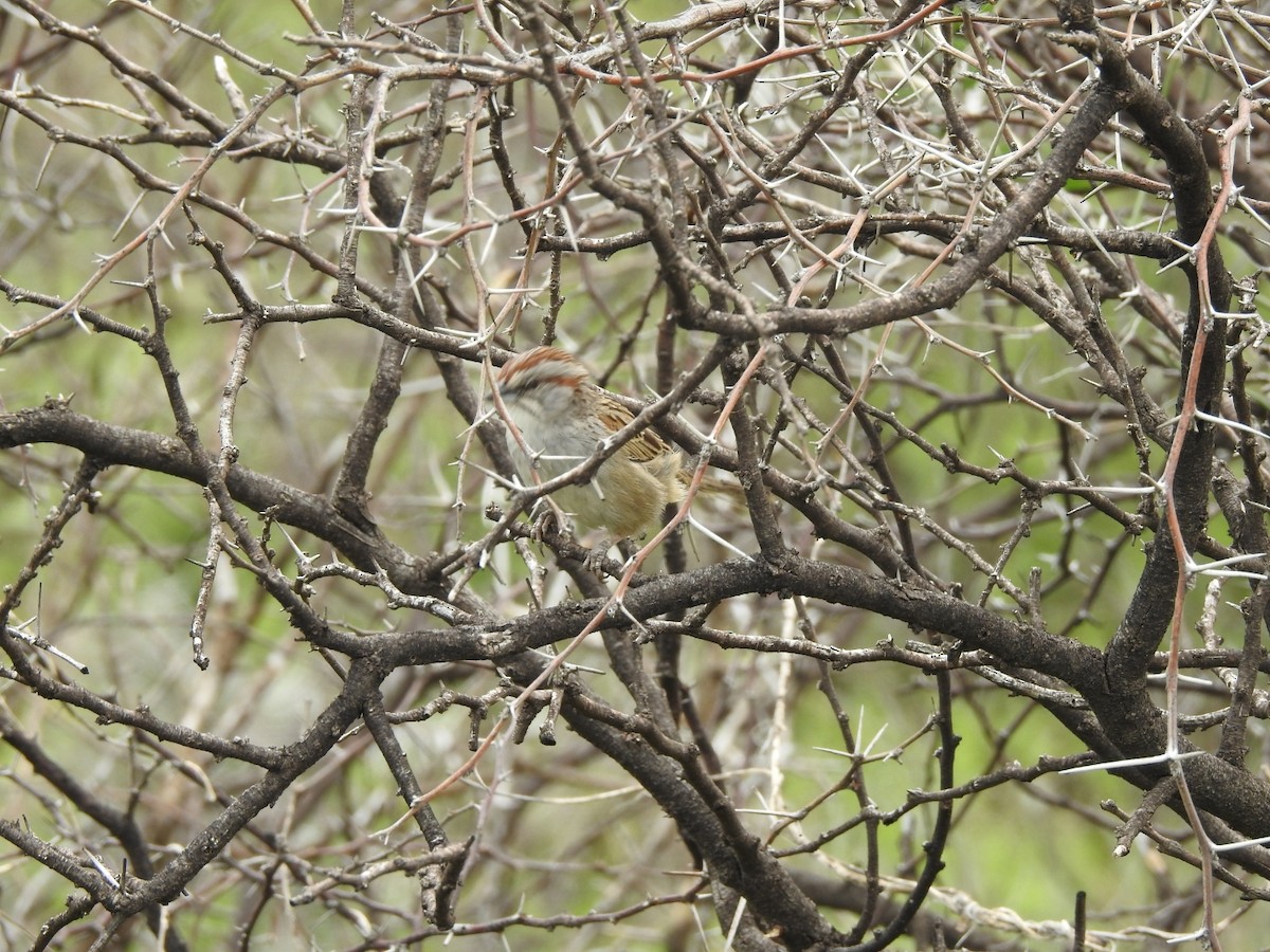 Streifenscheitelammer - ML646656419