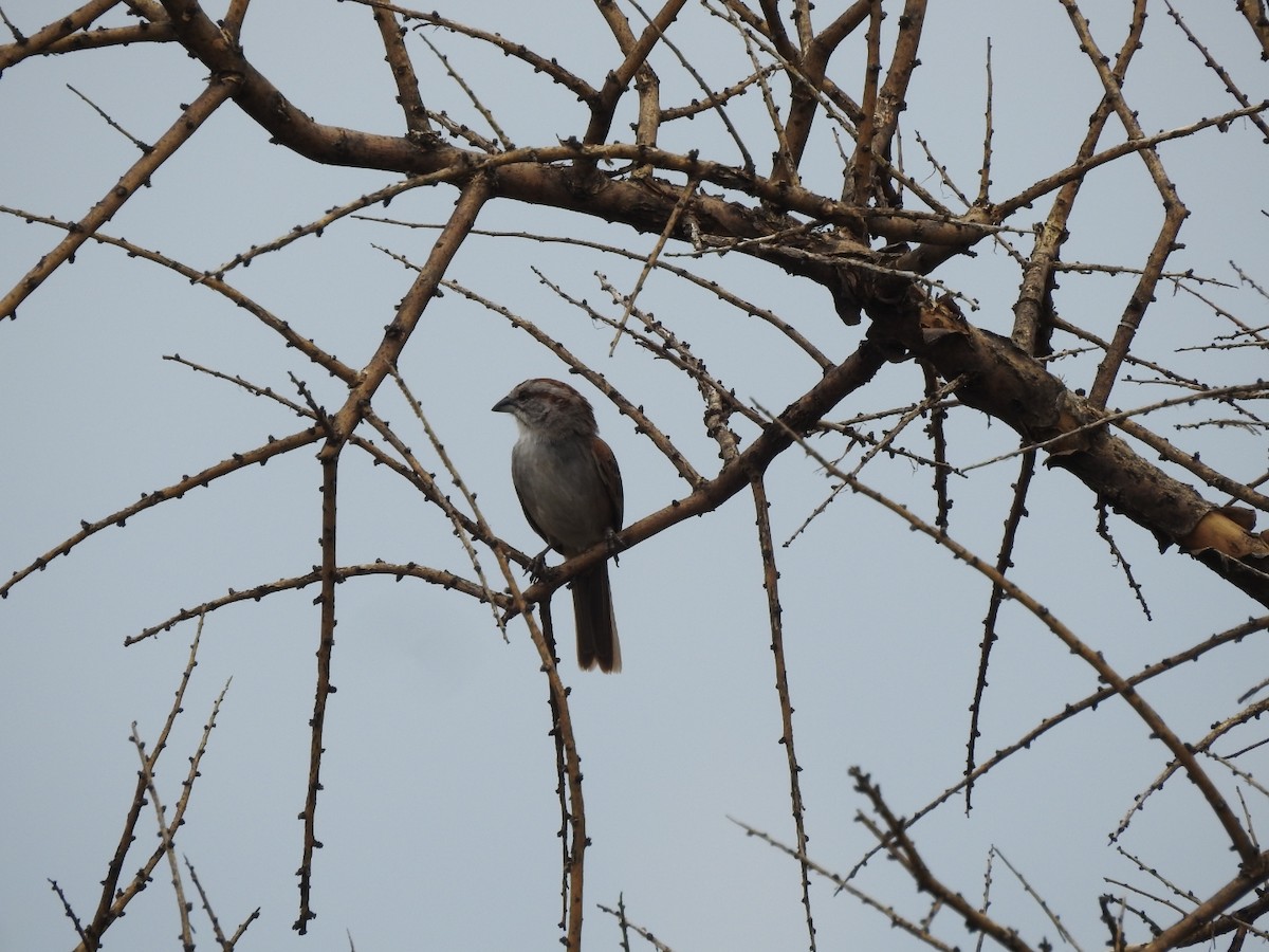 Streifenscheitelammer - ML646656420