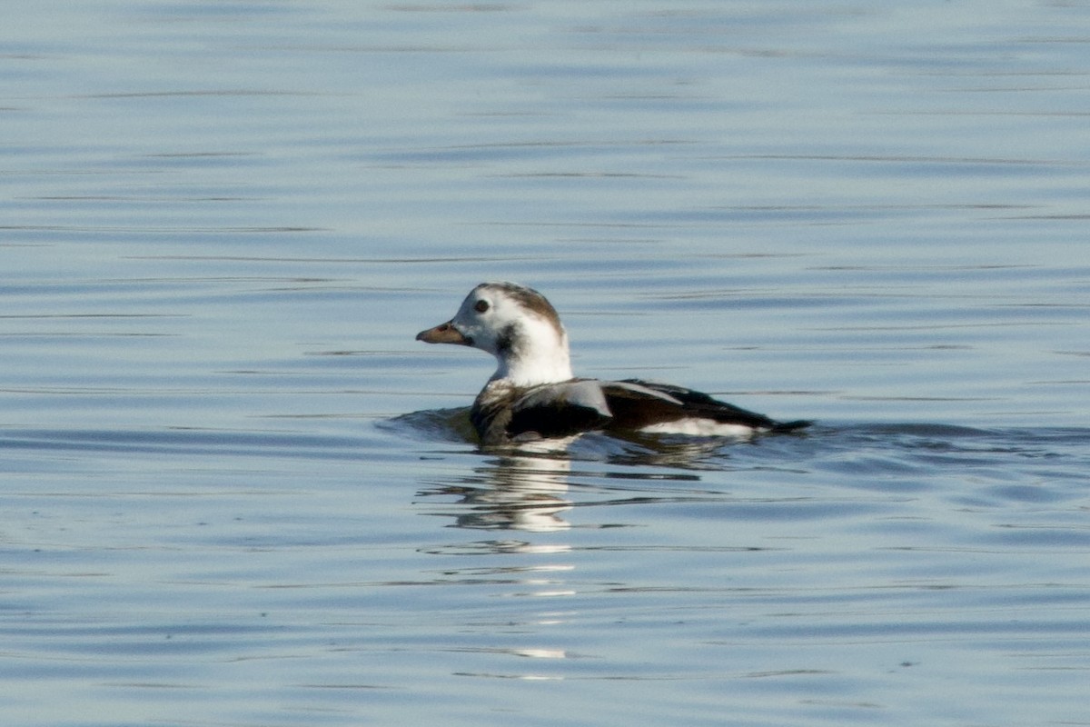 Long-tailed Duck - ML646656421