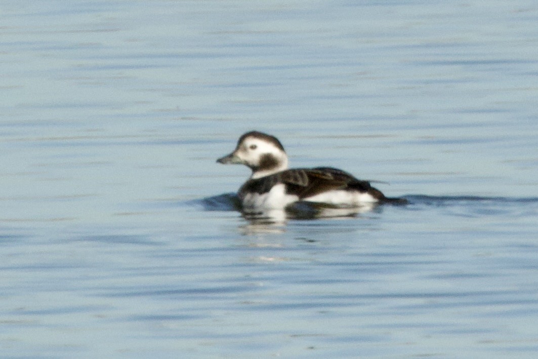 Long-tailed Duck - ML646656422