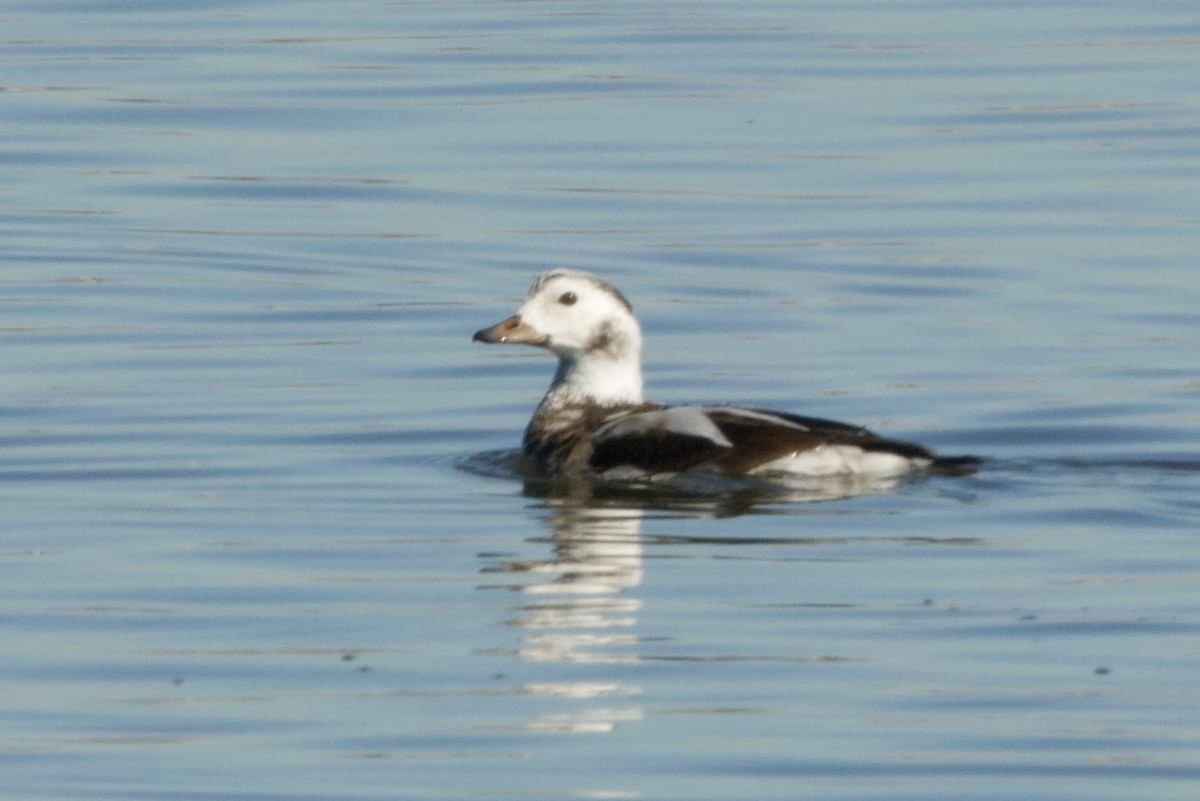 Long-tailed Duck - ML646656423