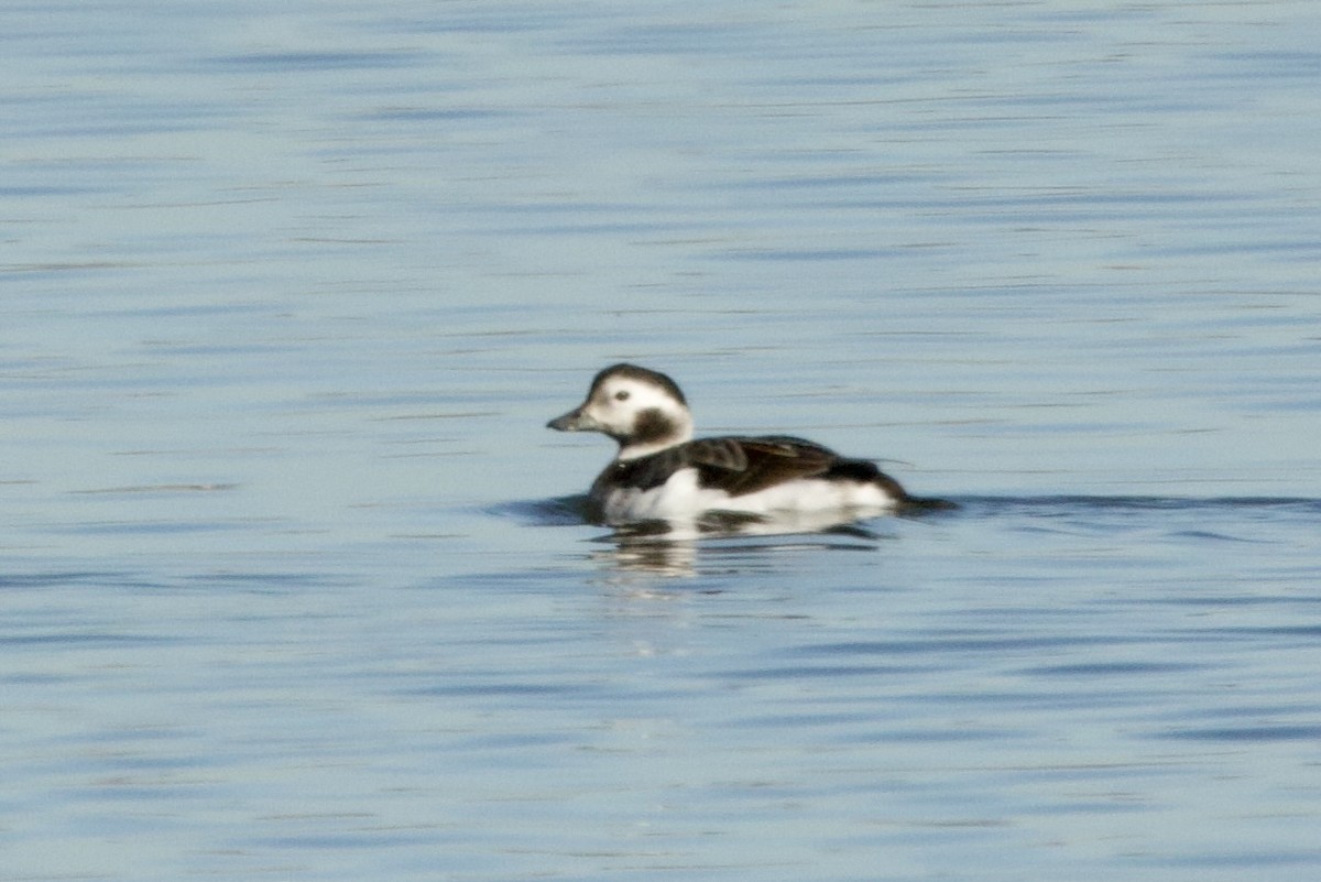 Long-tailed Duck - ML646656424