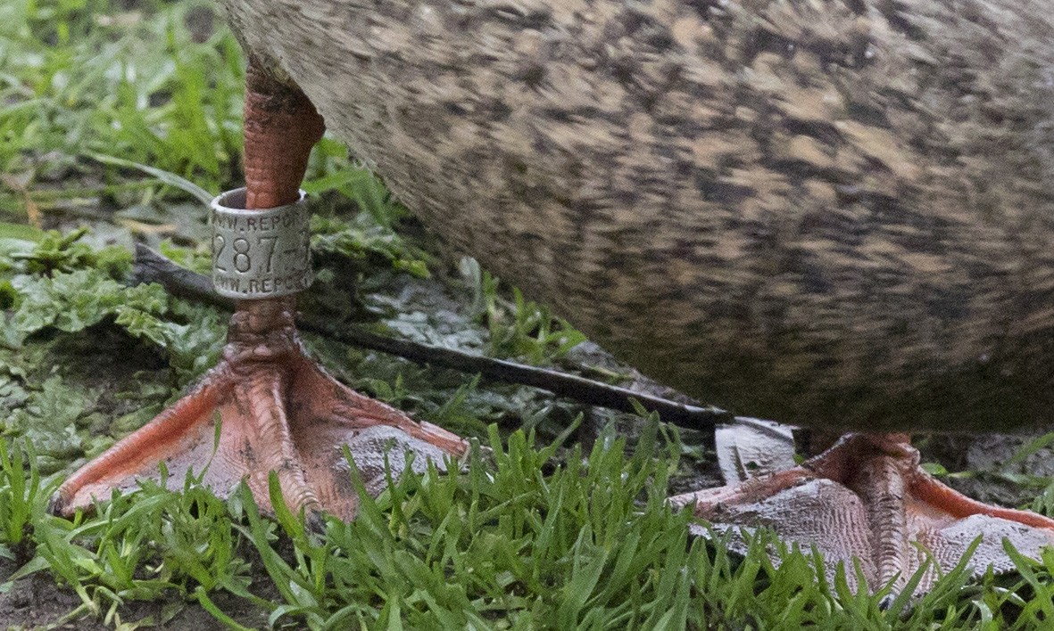 Mallard - ML646656429