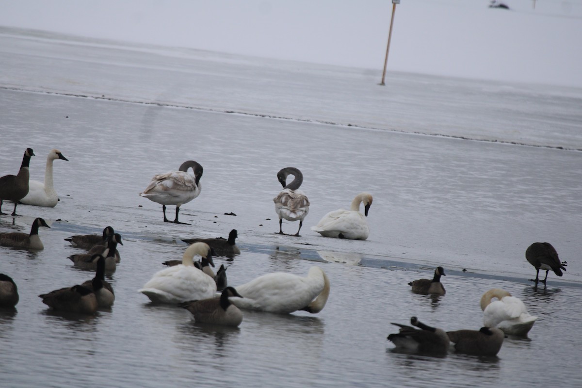 Trumpeter Swan - ML646656431