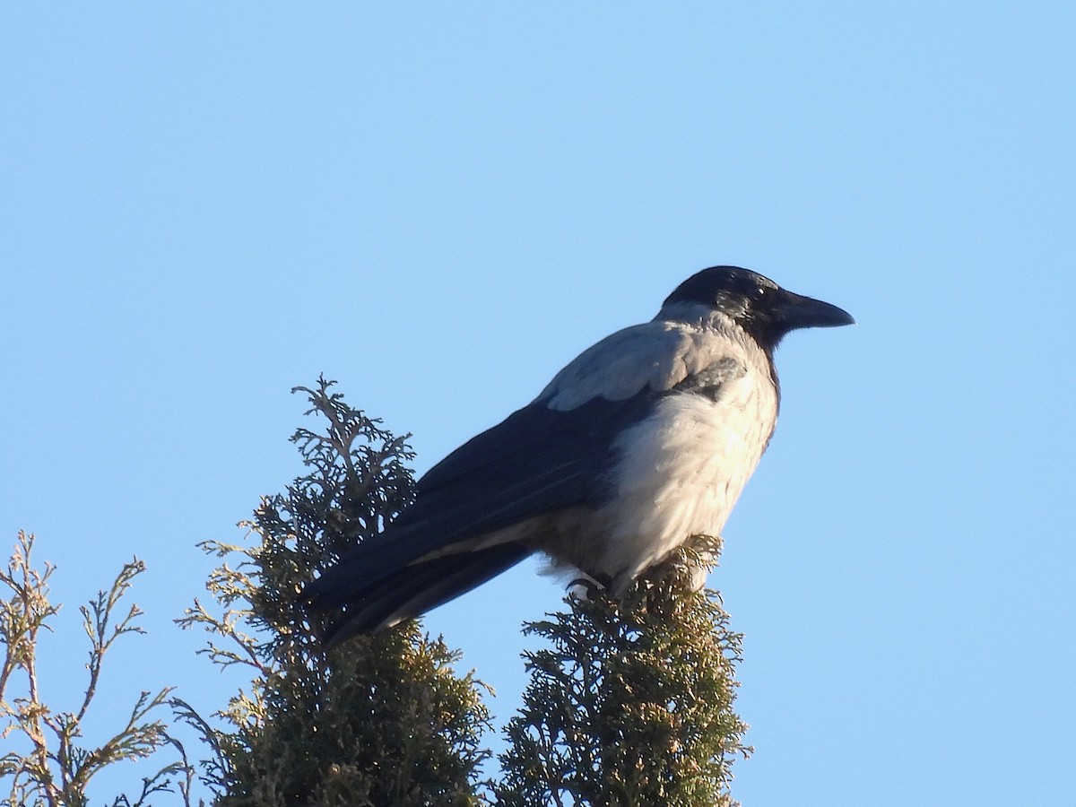Hooded Crow - ML646656432
