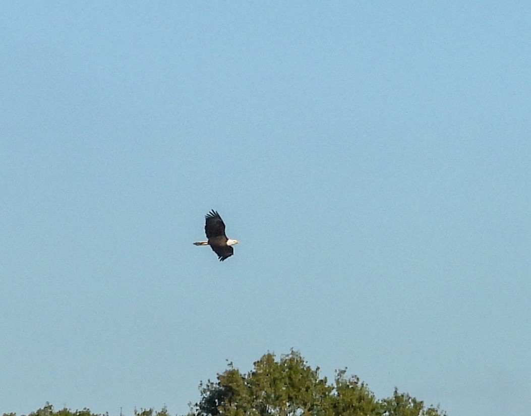 Bald Eagle - ML646656437