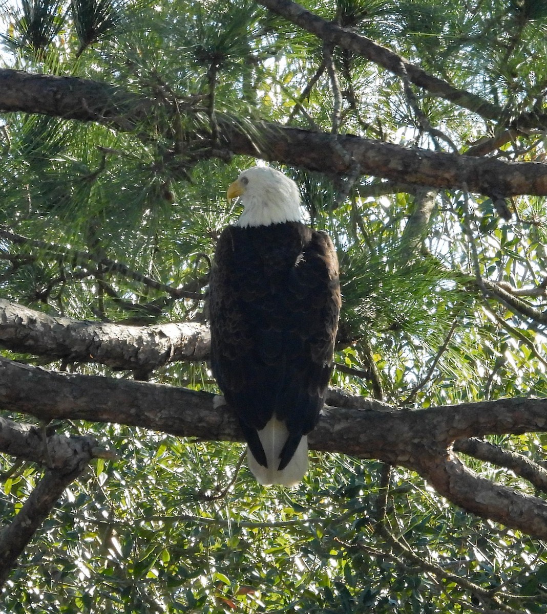 Bald Eagle - ML646656438