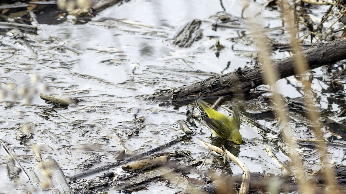 Northern Yellow Warbler - ML646656441