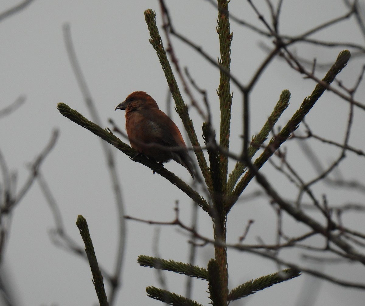 Crociere comune - ML646656445