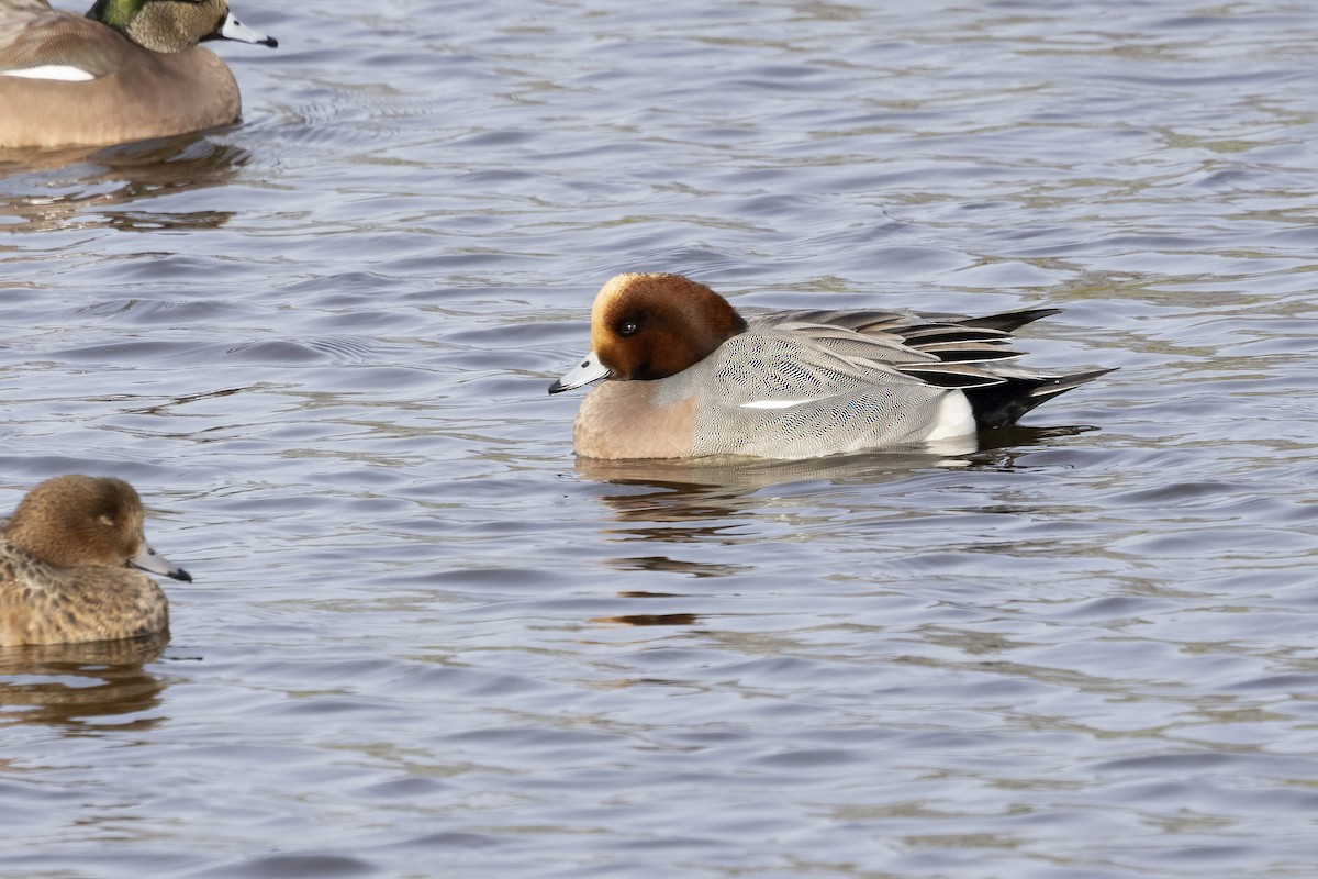 brunnakke - ML646656447