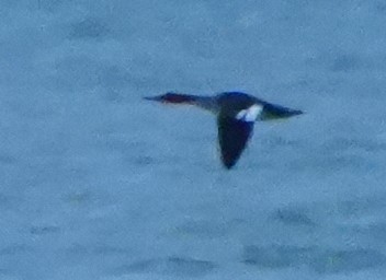 Serreta Mediana - ML646656448