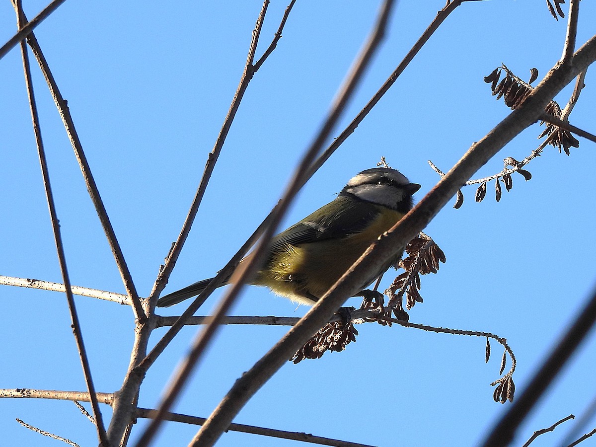 Eurasian Blue Tit - ML646656449