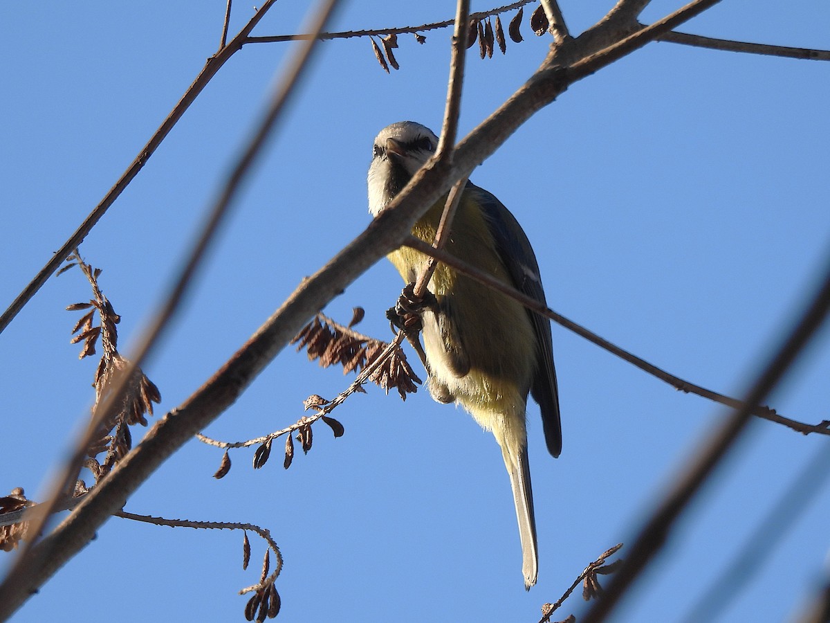 Eurasian Blue Tit - ML646656450