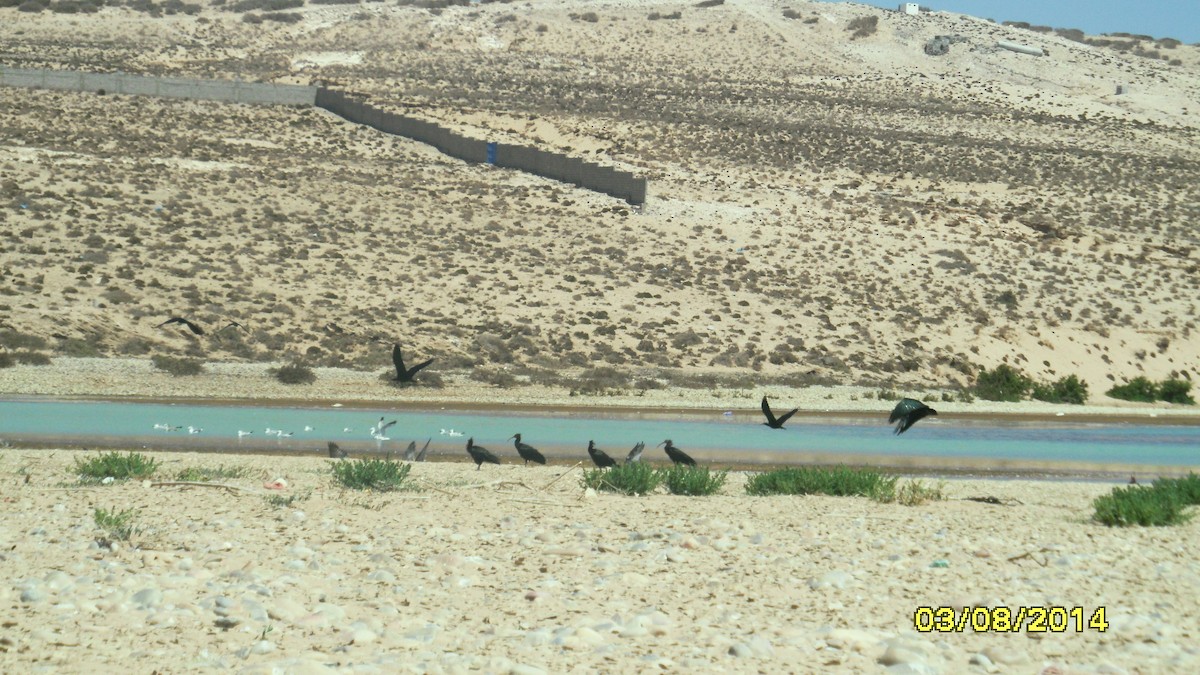 Ibis Eremita - ML646656451