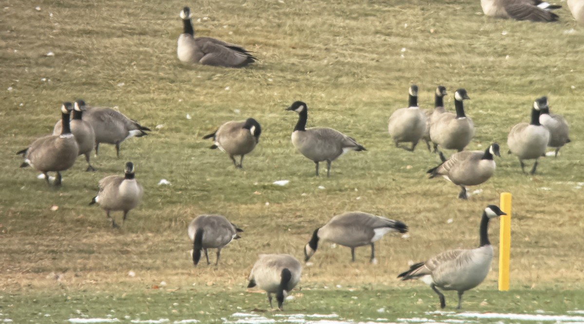 Cackling Goose - ML646656452