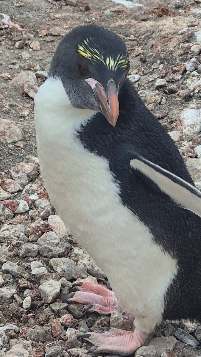 Macaroni Penguin - ML646656456