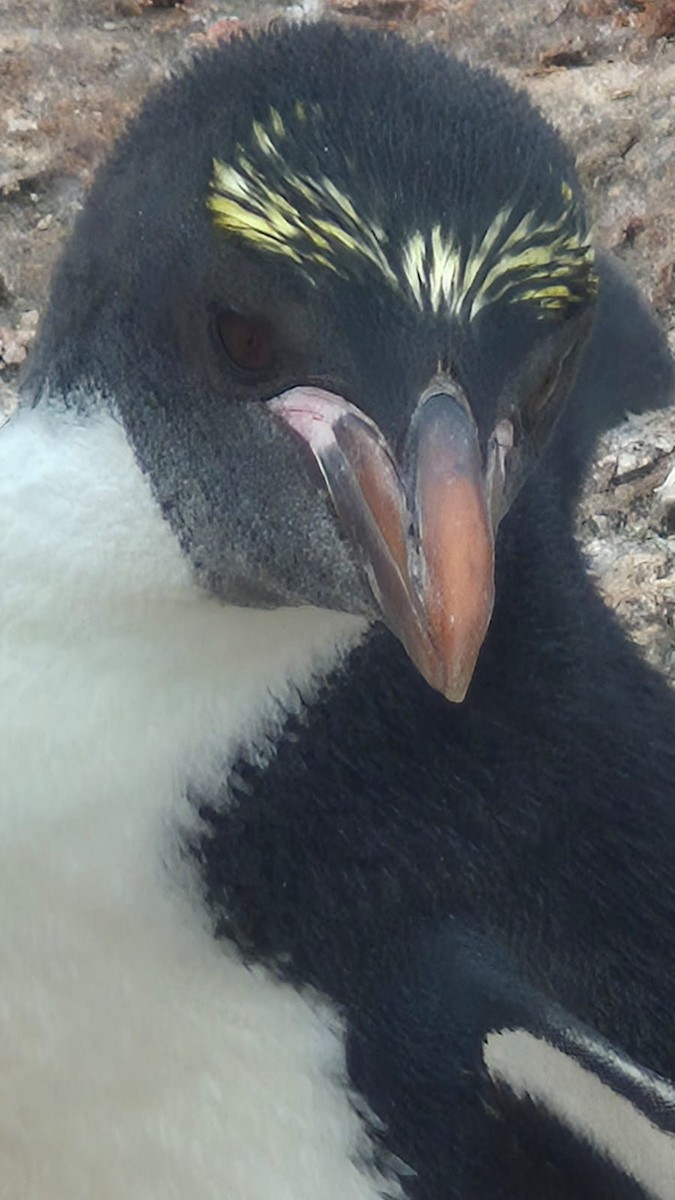 Macaroni Penguin - ML646656457