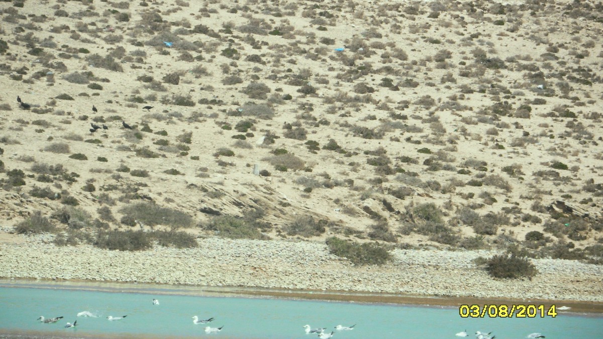 Ibis Eremita - ML646656464