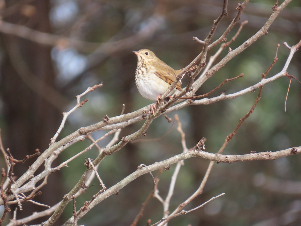 Hermit Thrush - ML646656465