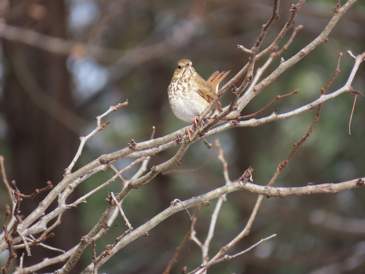 Hermit Thrush - ML646656466