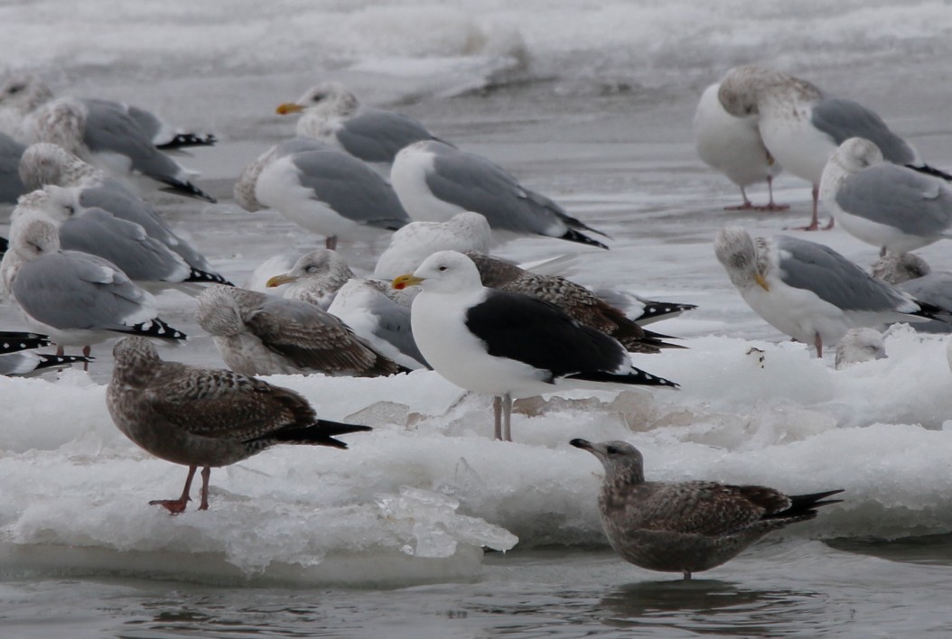 Great Black-backed Gull - ML646656468
