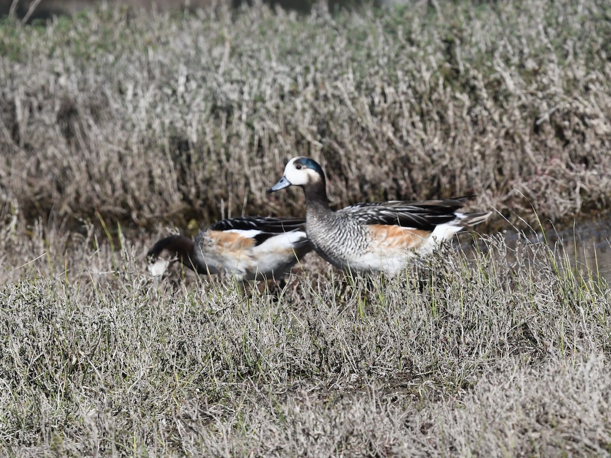 Chiloe Wigeon - ML646656481