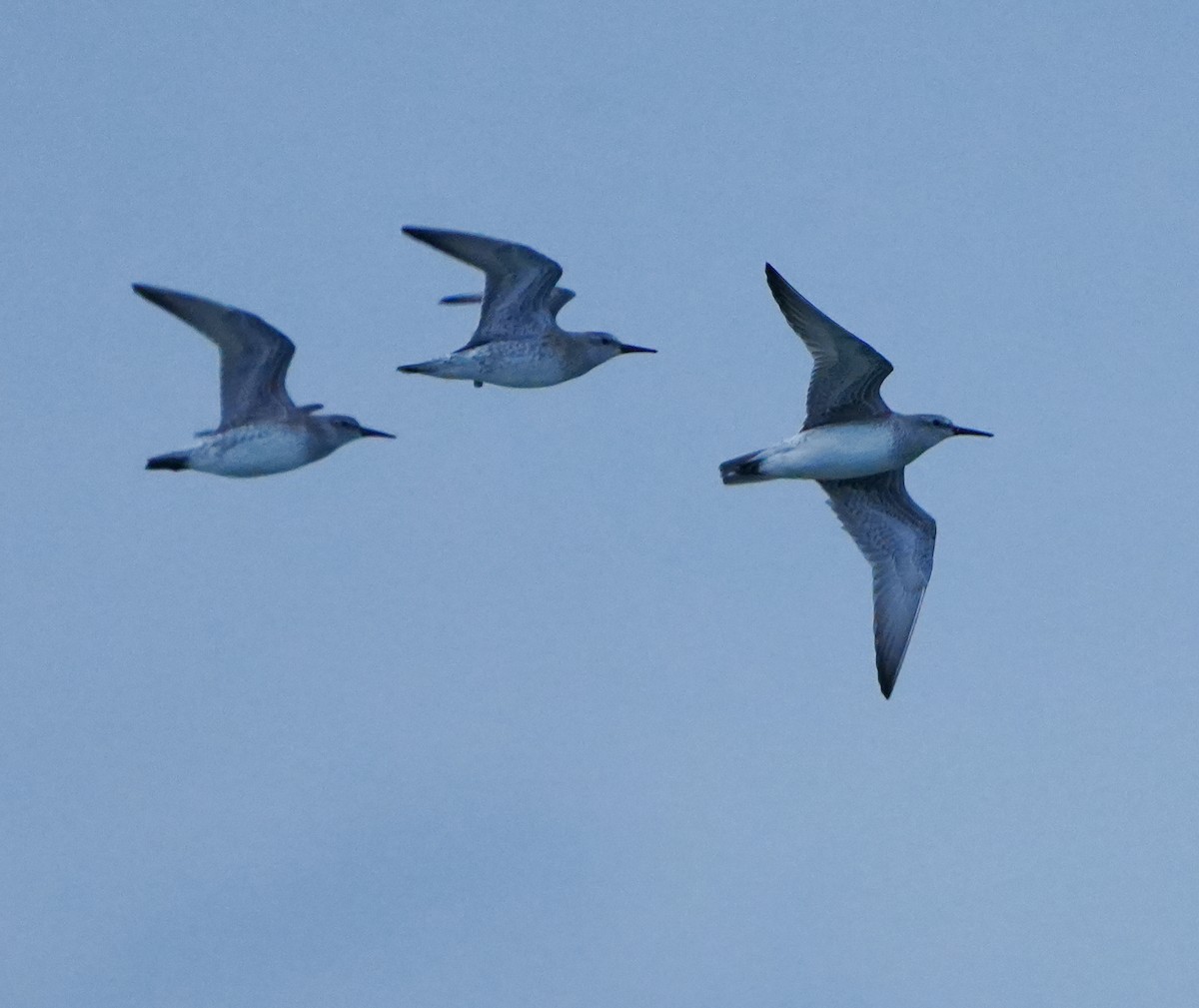 Txirri lodia - ML646656486