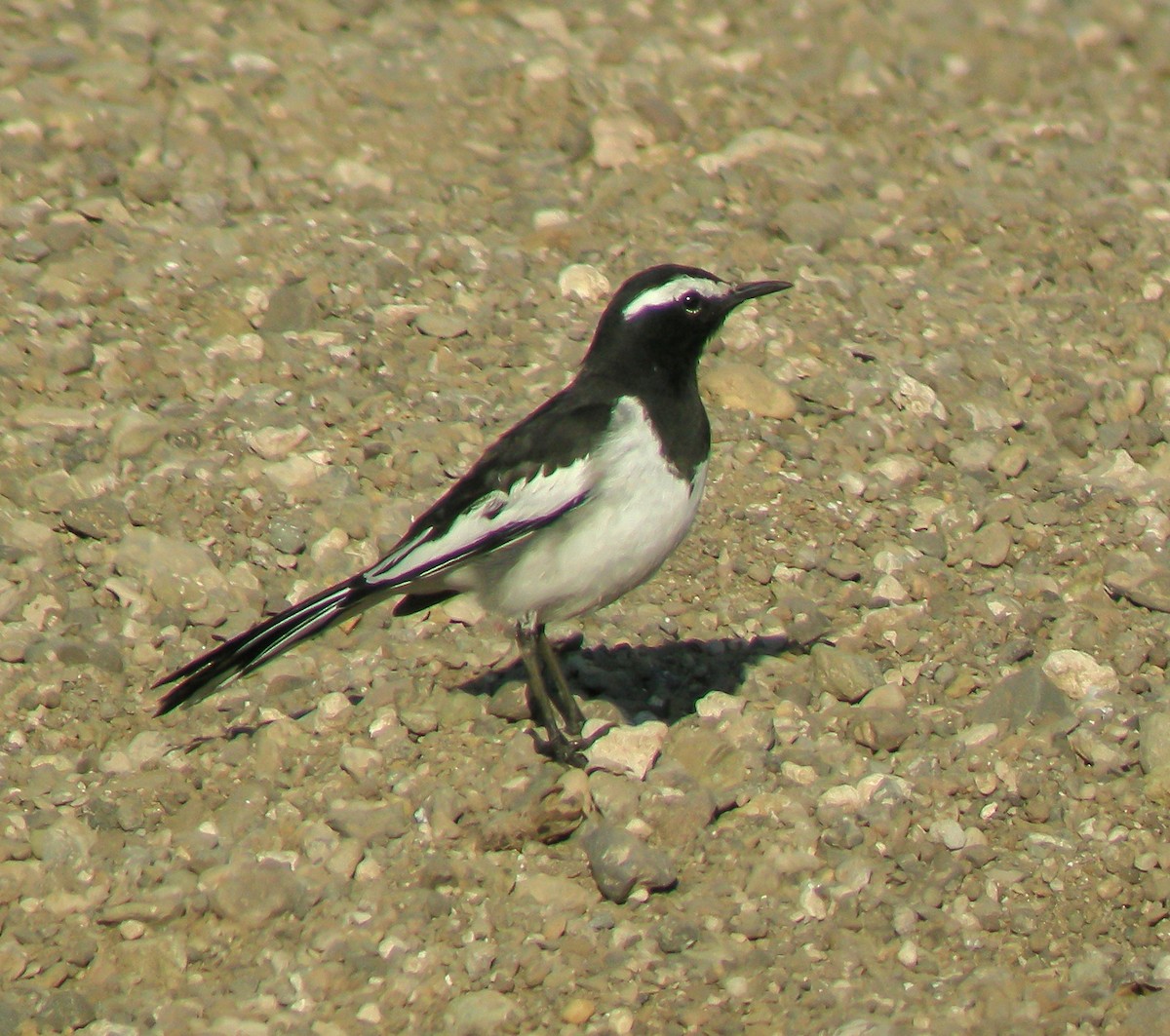 Плиска білоброва - ML646656487