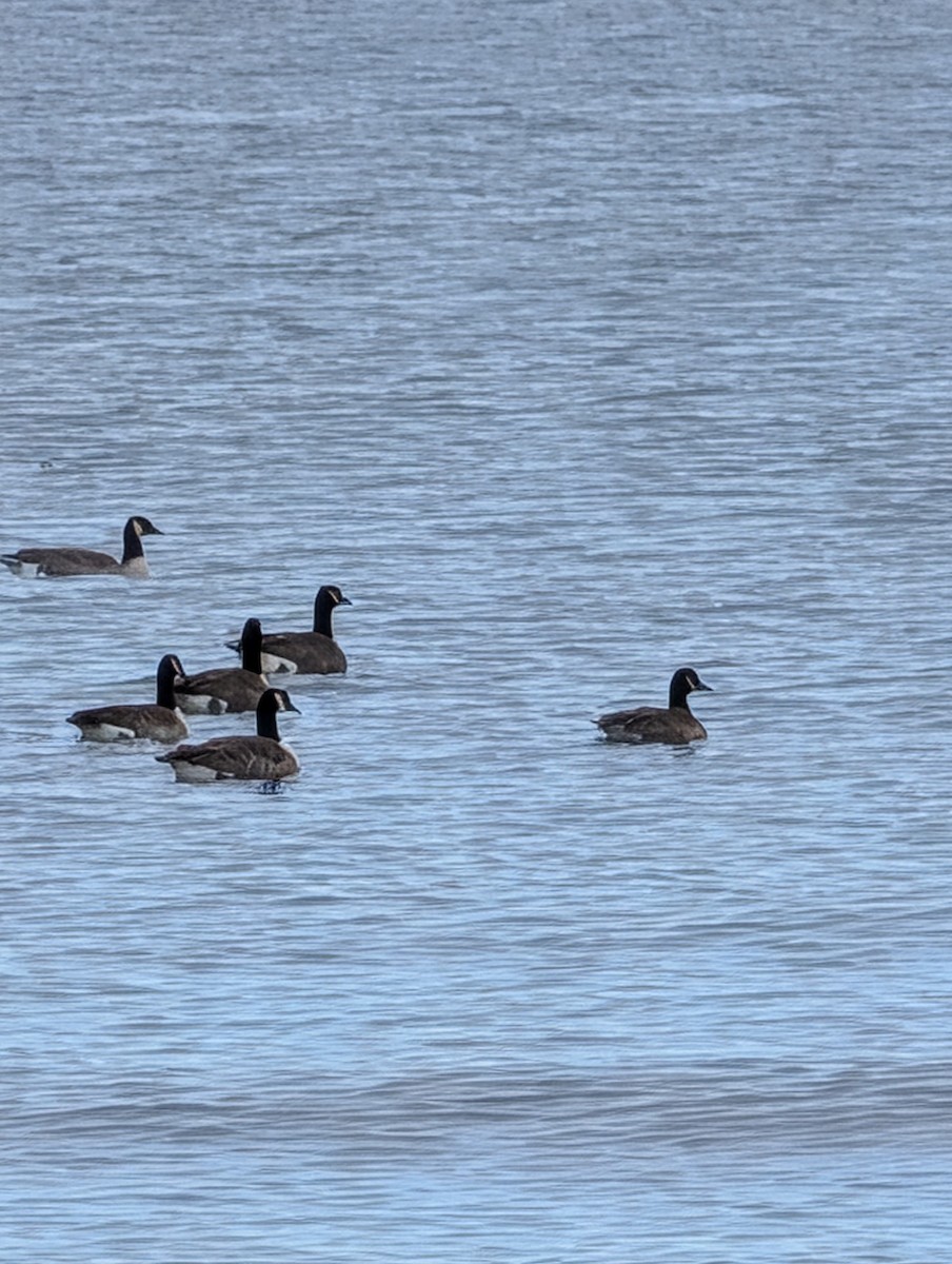 Canada Goose - ML646656488