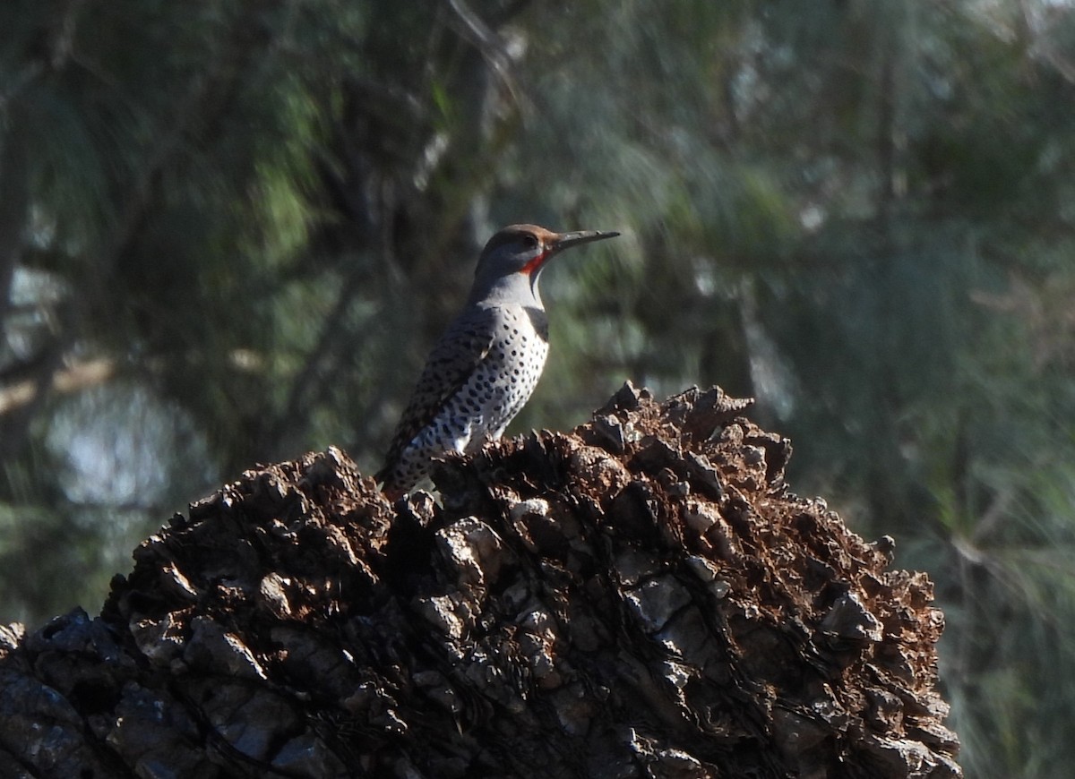 Northern Flicker - ML646656489