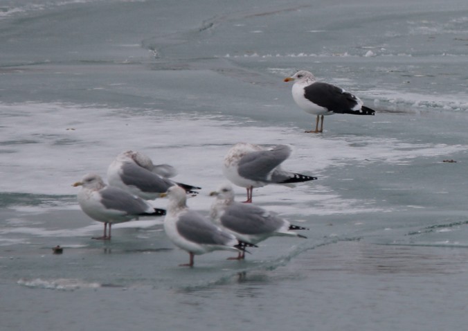 Lesser Black-backed Gull - ML646656490
