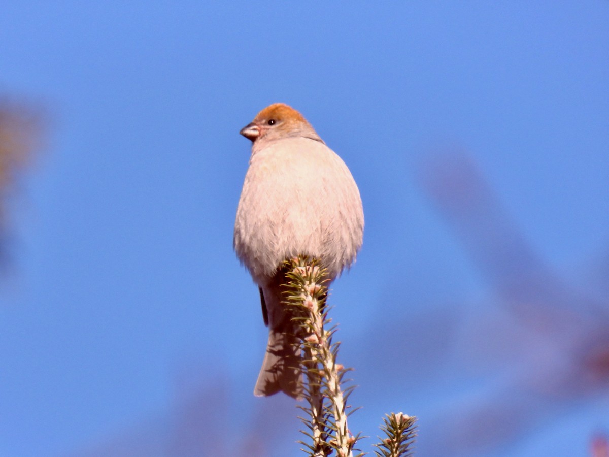 Hakengimpel - ML646656493