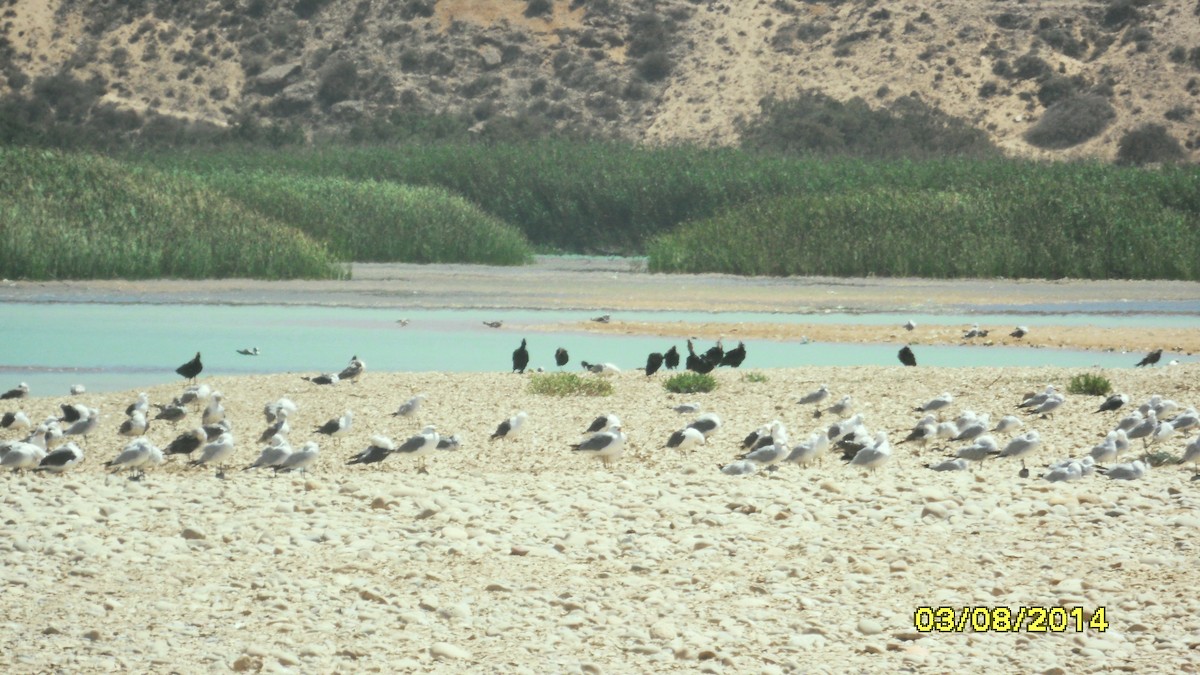 Ibis Eremita - ML646656496