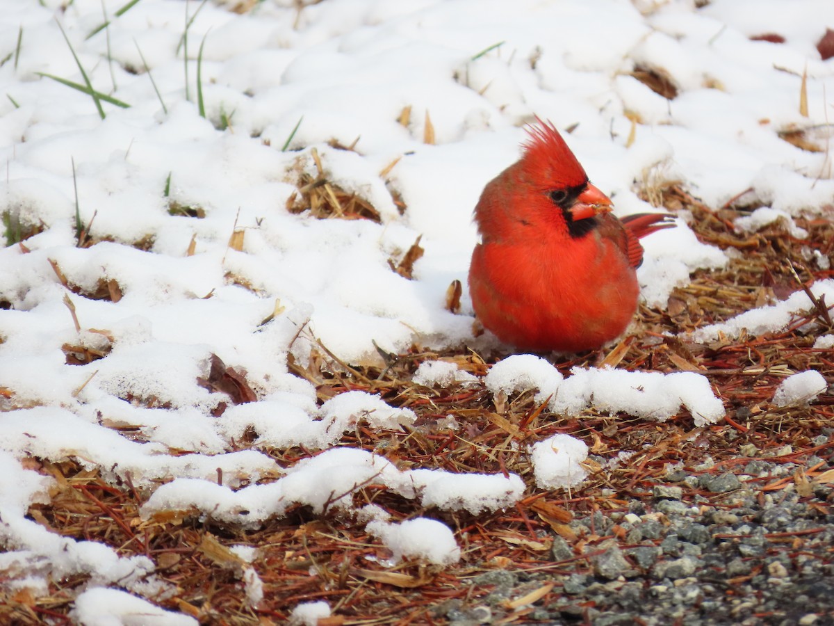 Northern Cardinal - ML646656497