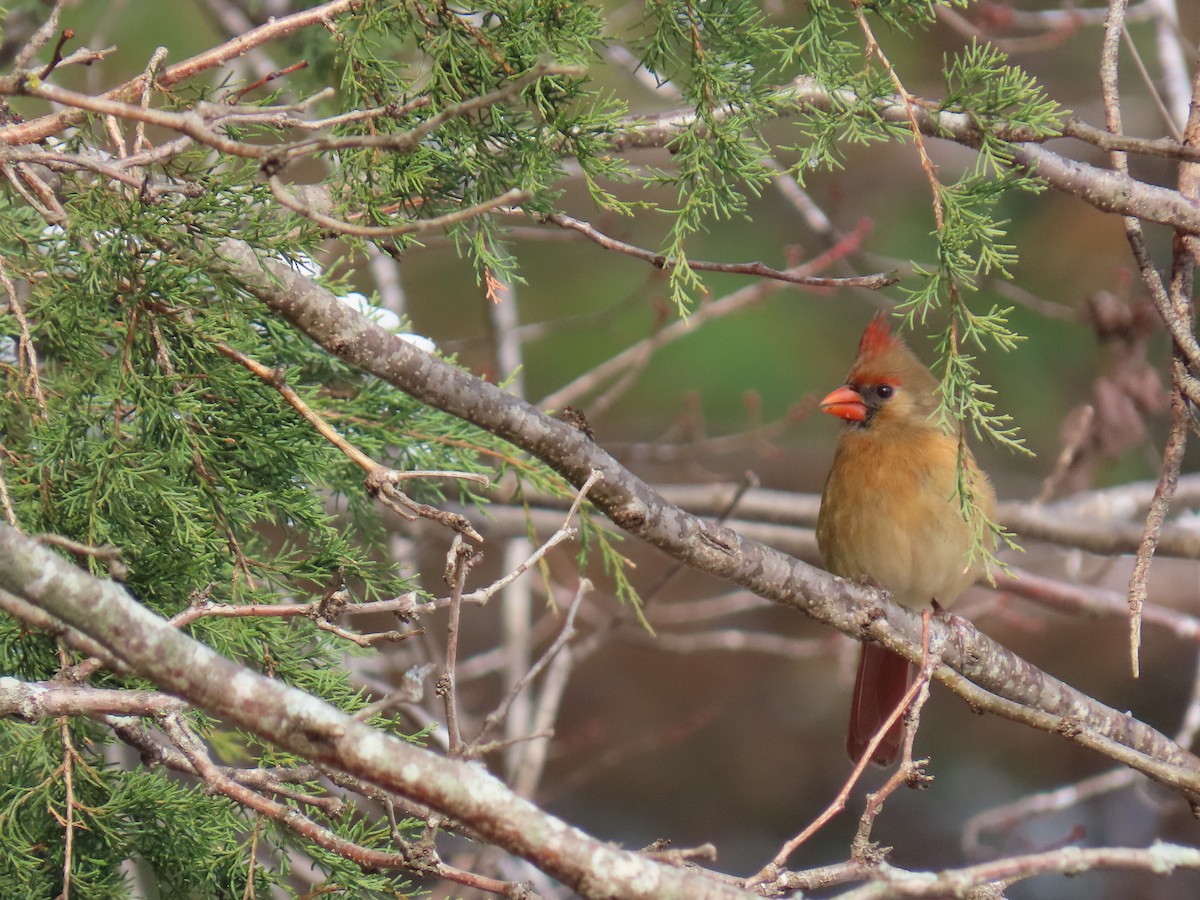 Northern Cardinal - ML646656498
