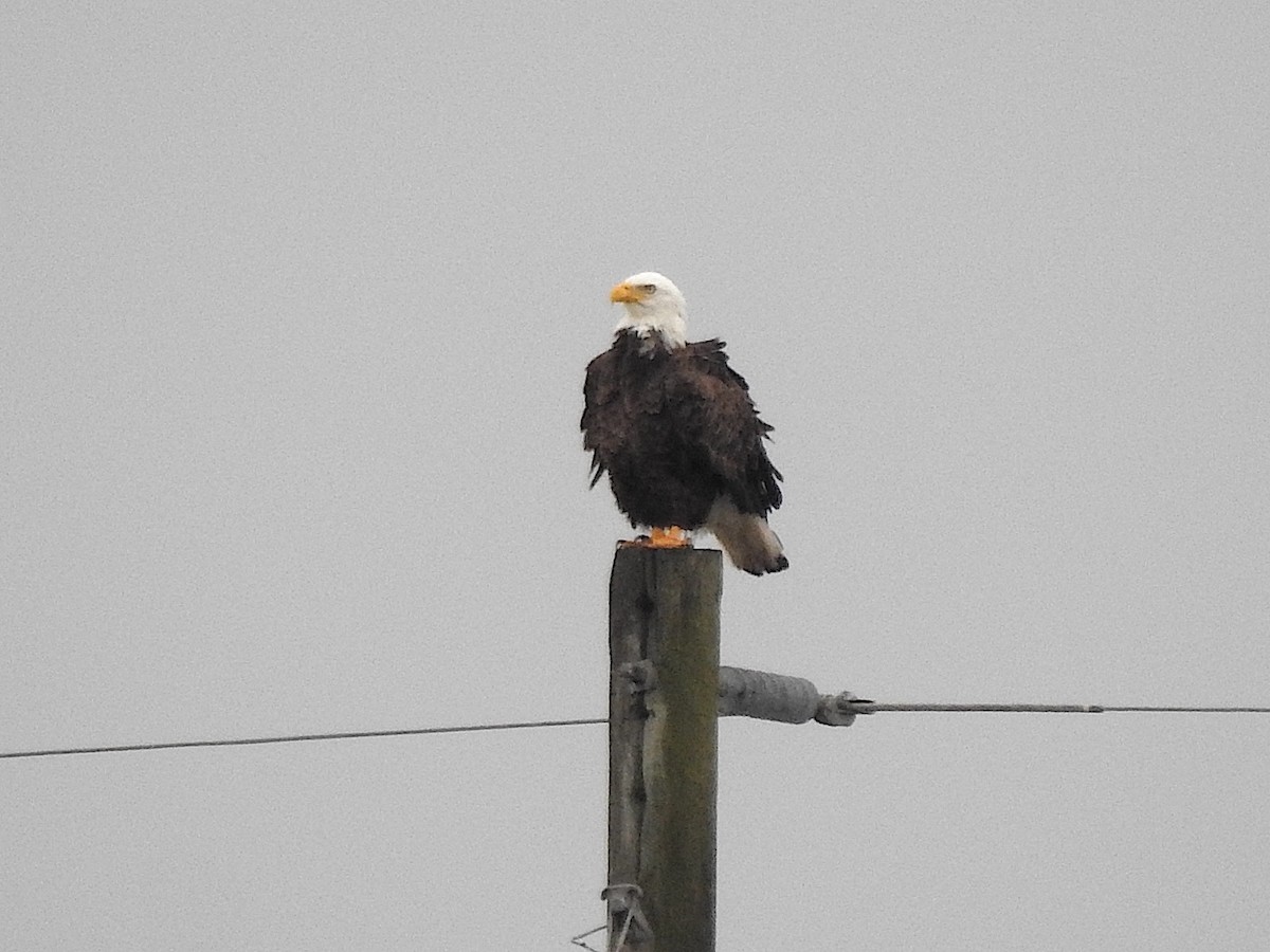 Bald Eagle - ML646656499
