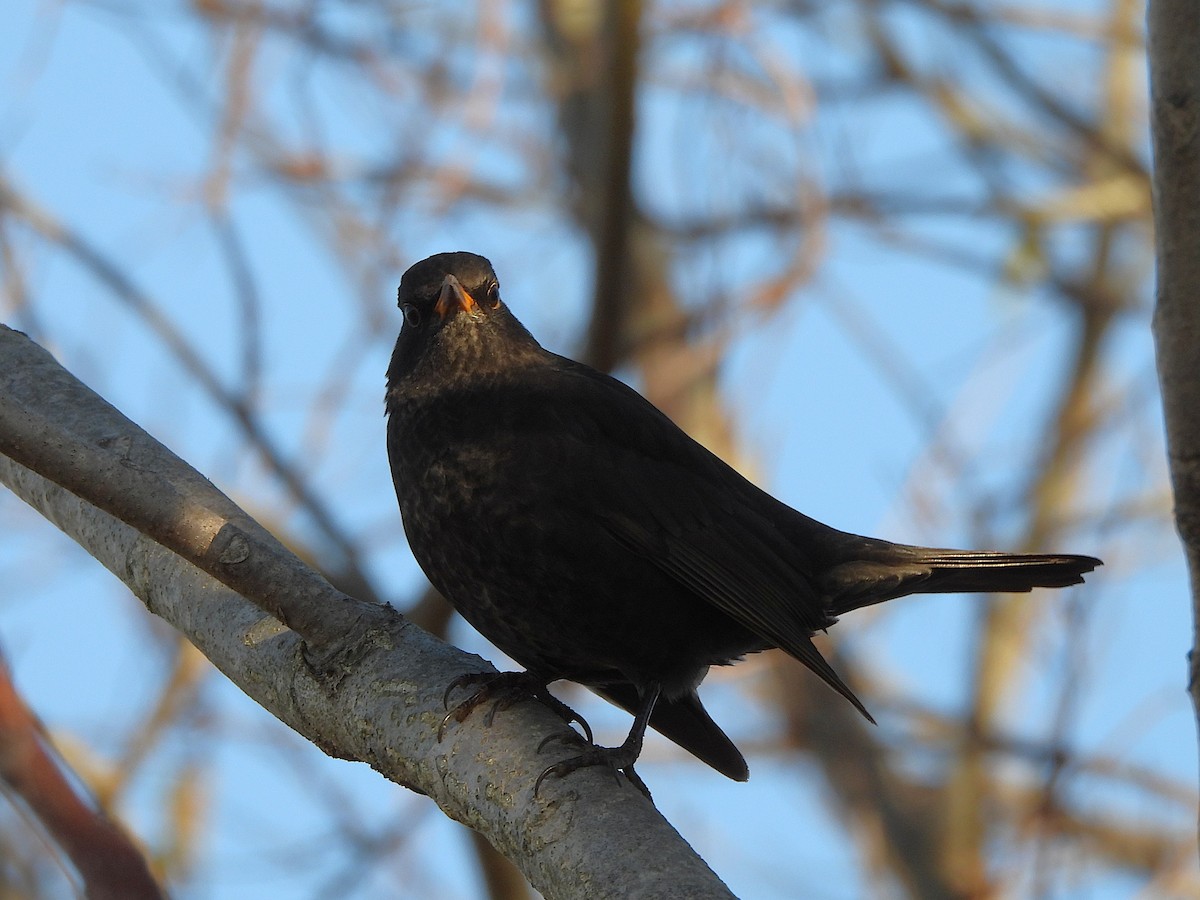 Eurasian Blackbird - ML646656501