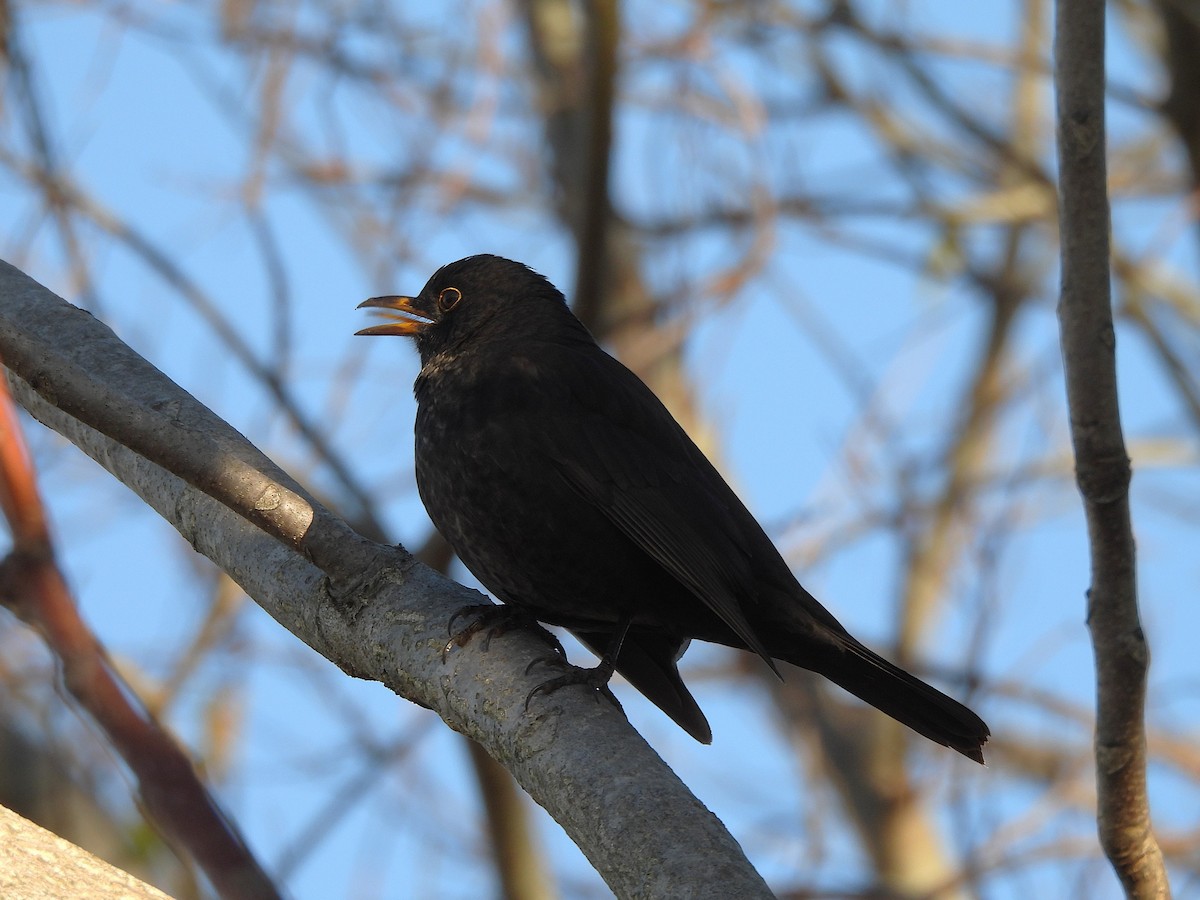 Eurasian Blackbird - ML646656502