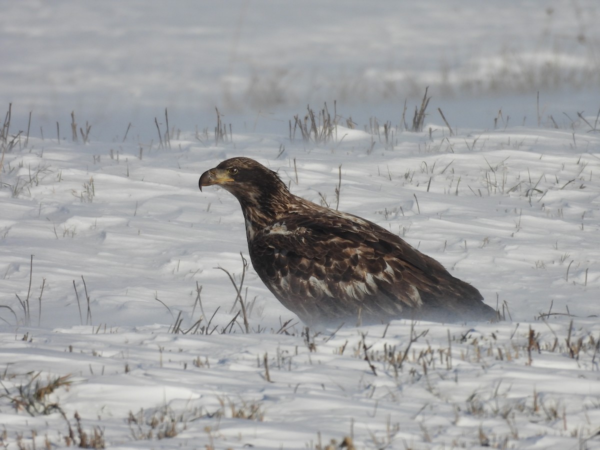 Bald Eagle - ML646656503