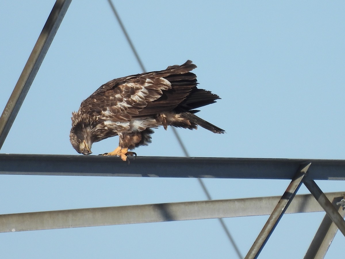 Bald Eagle - ML646656505