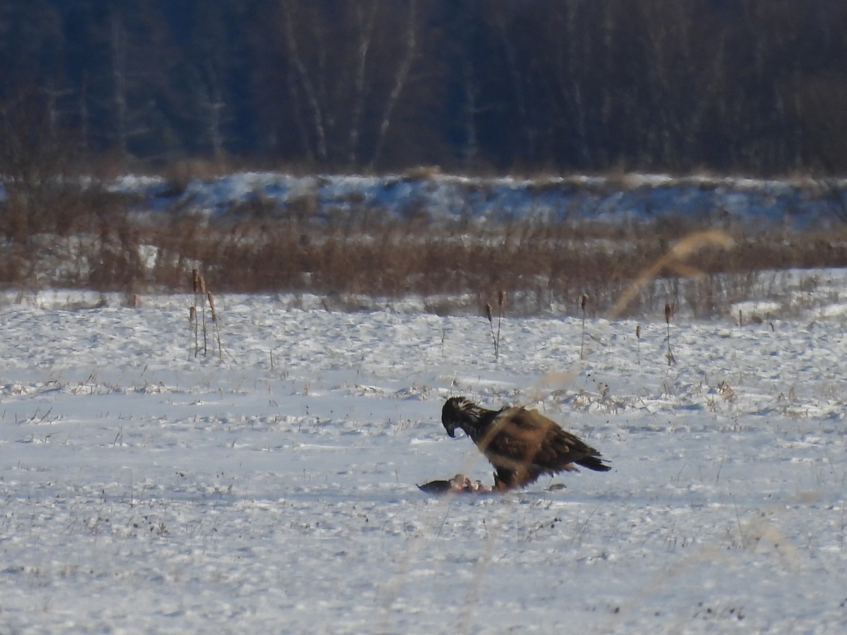 Bald Eagle - ML646656507